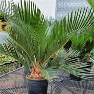 yucca plant outdoor for sale