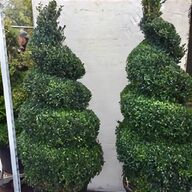 spiral topiary for sale