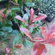 photinia red robin for sale