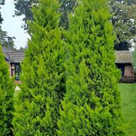 conifers for sale