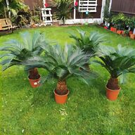 yucca plant outdoor for sale