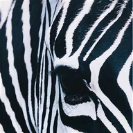 zebras for sale