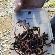 worm composting for sale