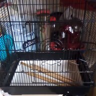 budgie parakeet for sale