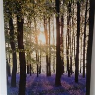 bluebell prints for sale