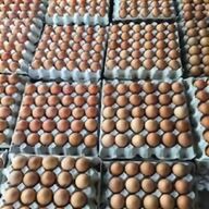 barnevelder eggs for sale