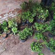 potted shrubs for sale
