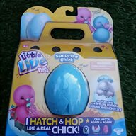 croad langshan hatching eggs for sale