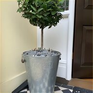 large potted plants for sale