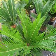 coconut palm tree for sale