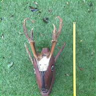 muntjac for sale