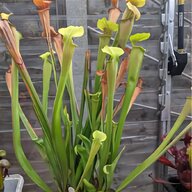 carnivorous plants for sale