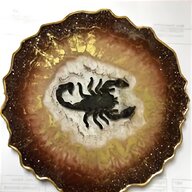 scorpion amber for sale