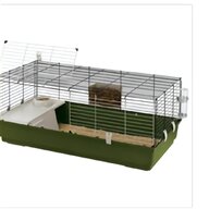 pet guinea pigs for sale