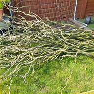 twisted willow for sale