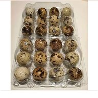 quail eggs for sale