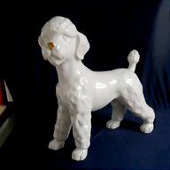 miniature schnauzer dog for sale