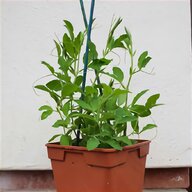 sweet pea plant for sale