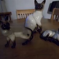 siamese cat for sale for sale