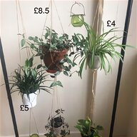 rare plants for sale