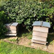 queen bee hive for sale