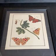 vintage framed butterflies for sale