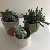 succulent pot for sale