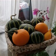 decorative gourds for sale