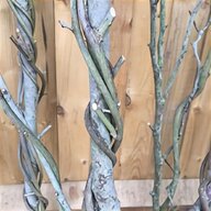 bonsai tree wisteria plant for sale