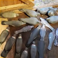 pigeon shell decoys for sale