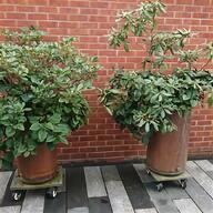 rhododendron plant for sale