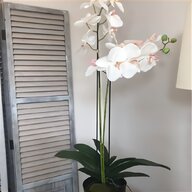 phalaenopsis for sale