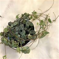 string of pearls plant for sale
