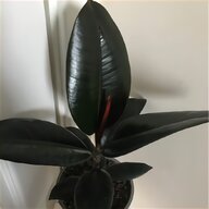 agave plants for sale