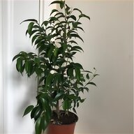 indoor plants for sale