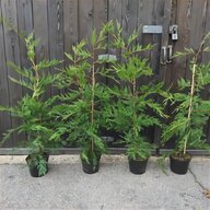 cypress tree for sale