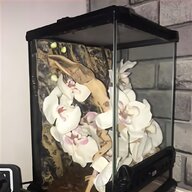 mantis orchid for sale
