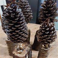 giant pine cones for sale