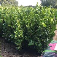 flail hedge for sale