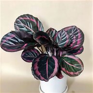 unusual plants for sale