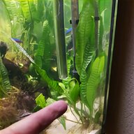 java fern for sale