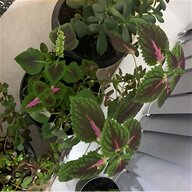 real plants for sale