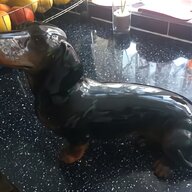black dachshund for sale