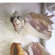 conch shells for sale