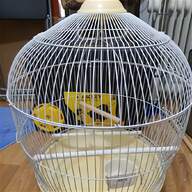 canary bird for sale