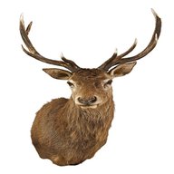wall mounted stag head for sale