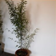 bamboo nigra for sale