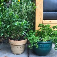 large outdoor plants for sale