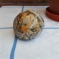 sea urchin shell for sale