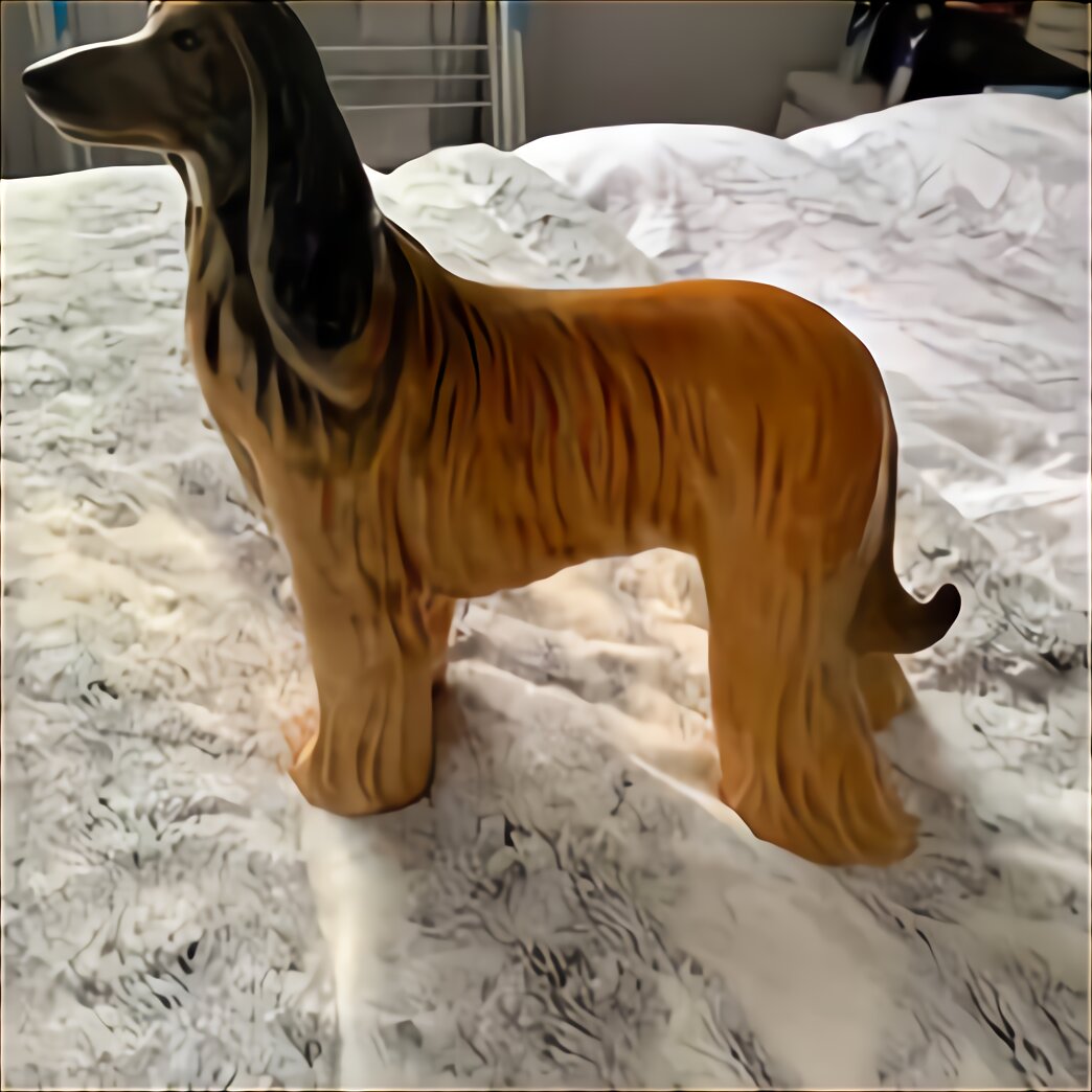 Afghan Hound Dog for sale in UK View 51 bargains